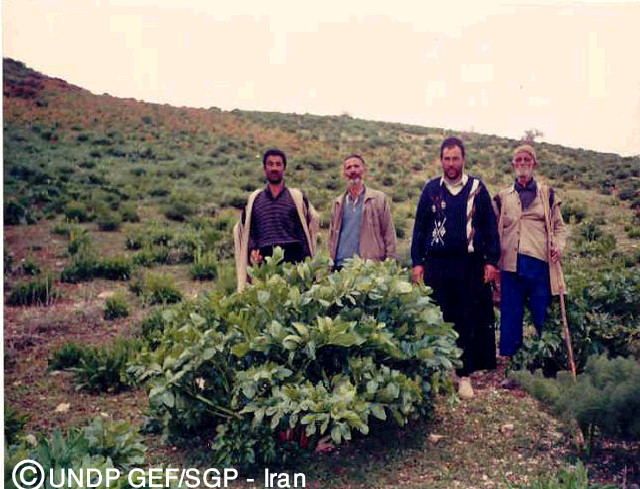 کرفس کوهی - معرفی و خواص گیاهان دارویی